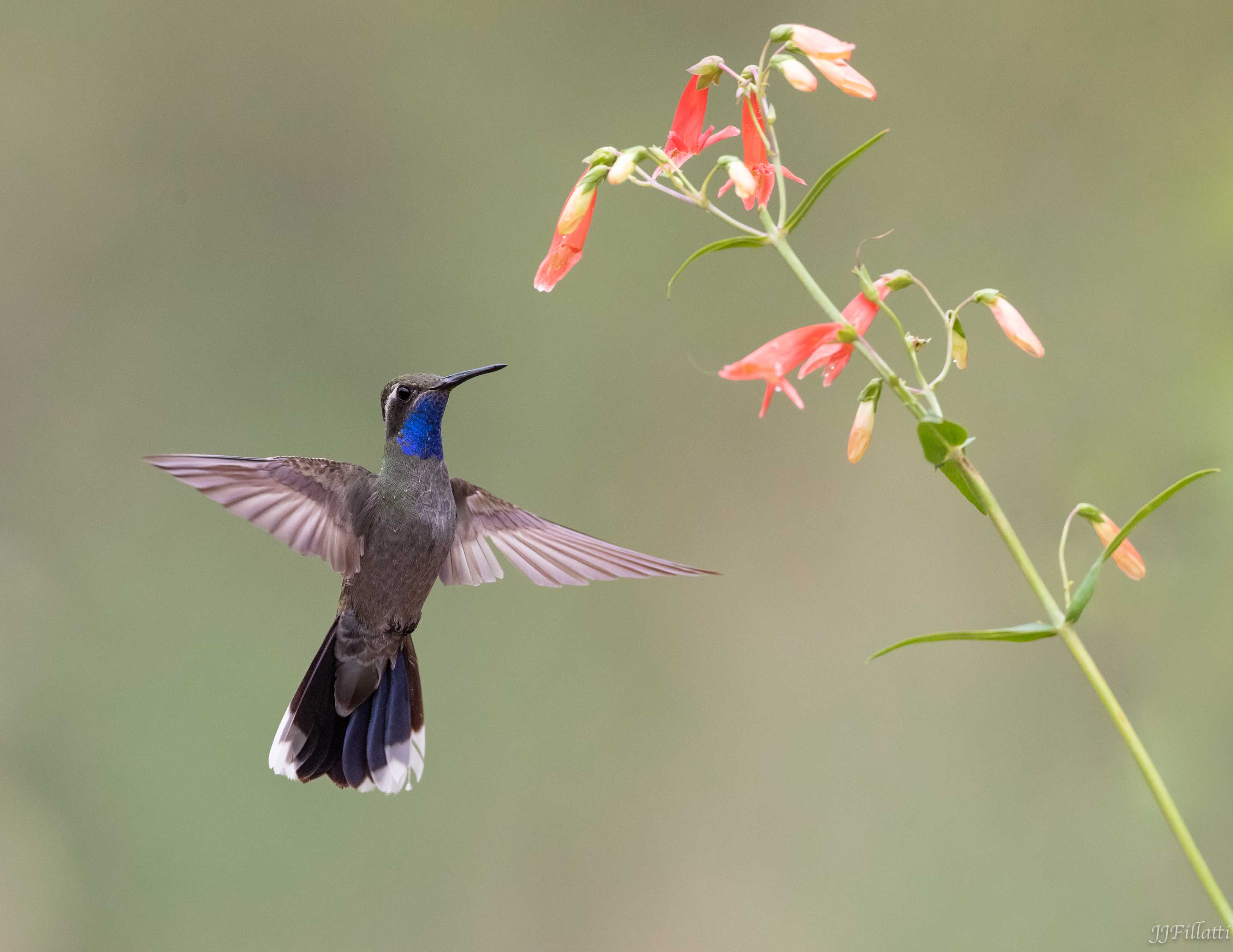 bird of arizona image 39